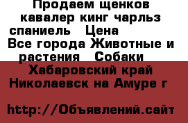 Продаем щенков кавалер кинг чарльз спаниель › Цена ­ 60 000 - Все города Животные и растения » Собаки   . Хабаровский край,Николаевск-на-Амуре г.